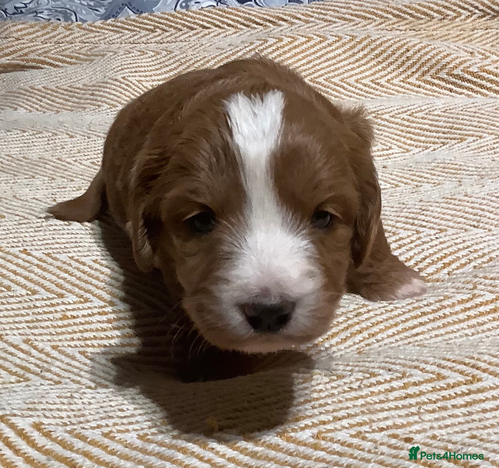 Mixed Breed dogs AUSTRALIAN LABRADOODLE PUPPIES - Advert 1