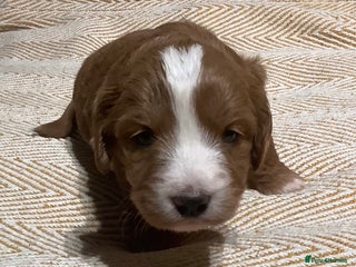 Mixed Breed dogs AUSTRALIAN LABRADOODLE PUPPIES - Advert 1