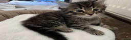 Mixed Breed cats for sale: bengal/tabby X Maine coone kittens  in Brighton - Advert 3