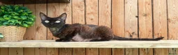 Devon Rex cats for sale: Beautiful lilac Devon Rex girl  - Advert 2