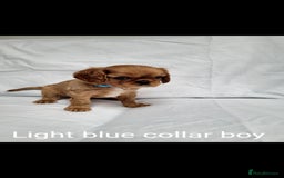 Cavalier King Charles Spaniel dogs for sale: Stunning Cavalier Puppies–Champ Blood,HealthTested - Image 15