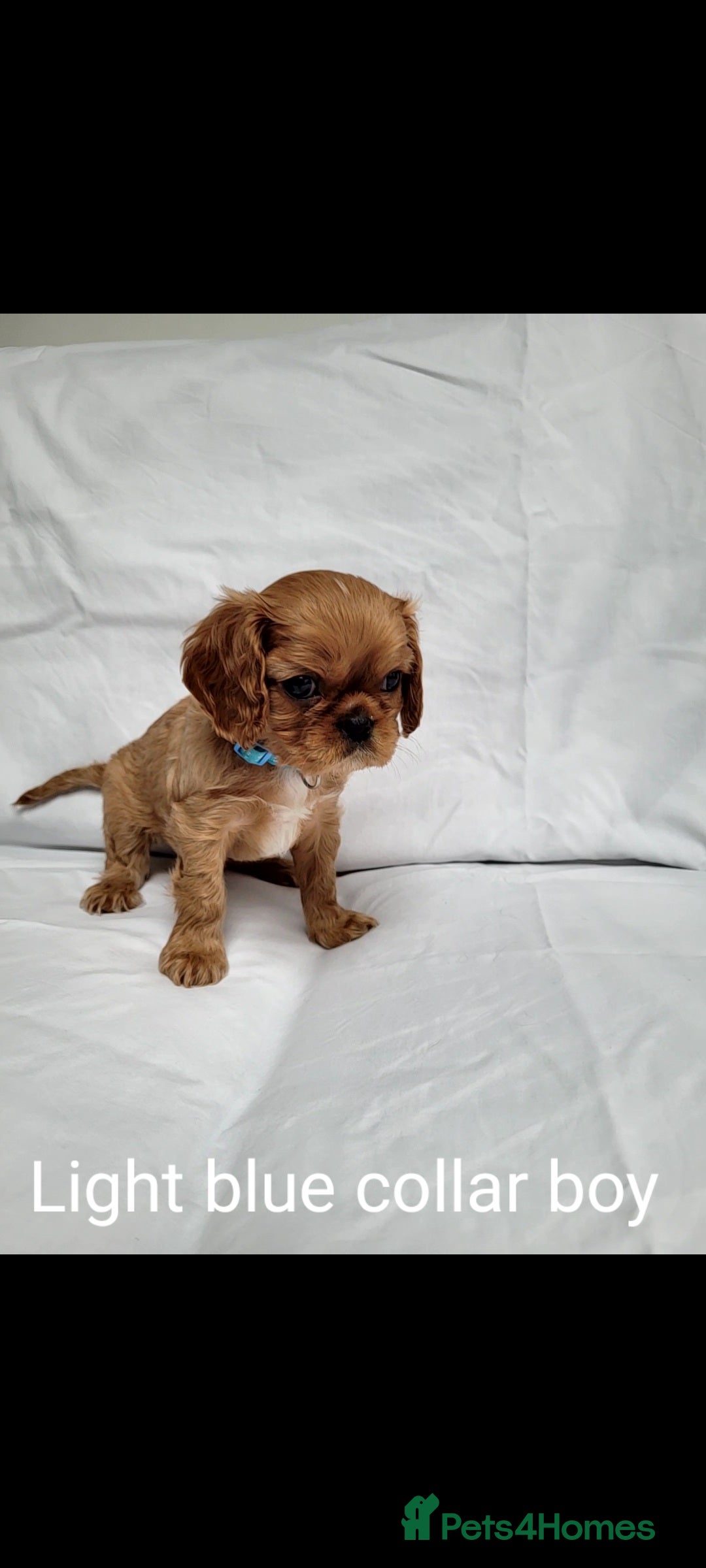 Cavalier King Charles Spaniel dogs for sale: Stunning Cavalier Puppies–Champ Blood,HealthTested - Image 15