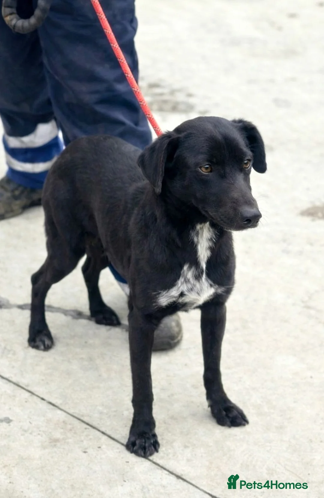 Mixed Breed dogs for adoption:  🐾 BENJI - Lurcher Type Boy Ready to Belong ❤️ - Advert 2