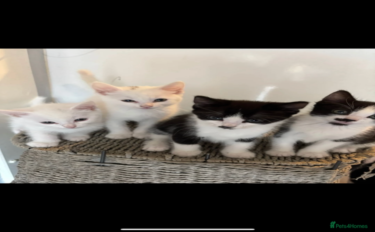 Ragdoll cats - Advert 12