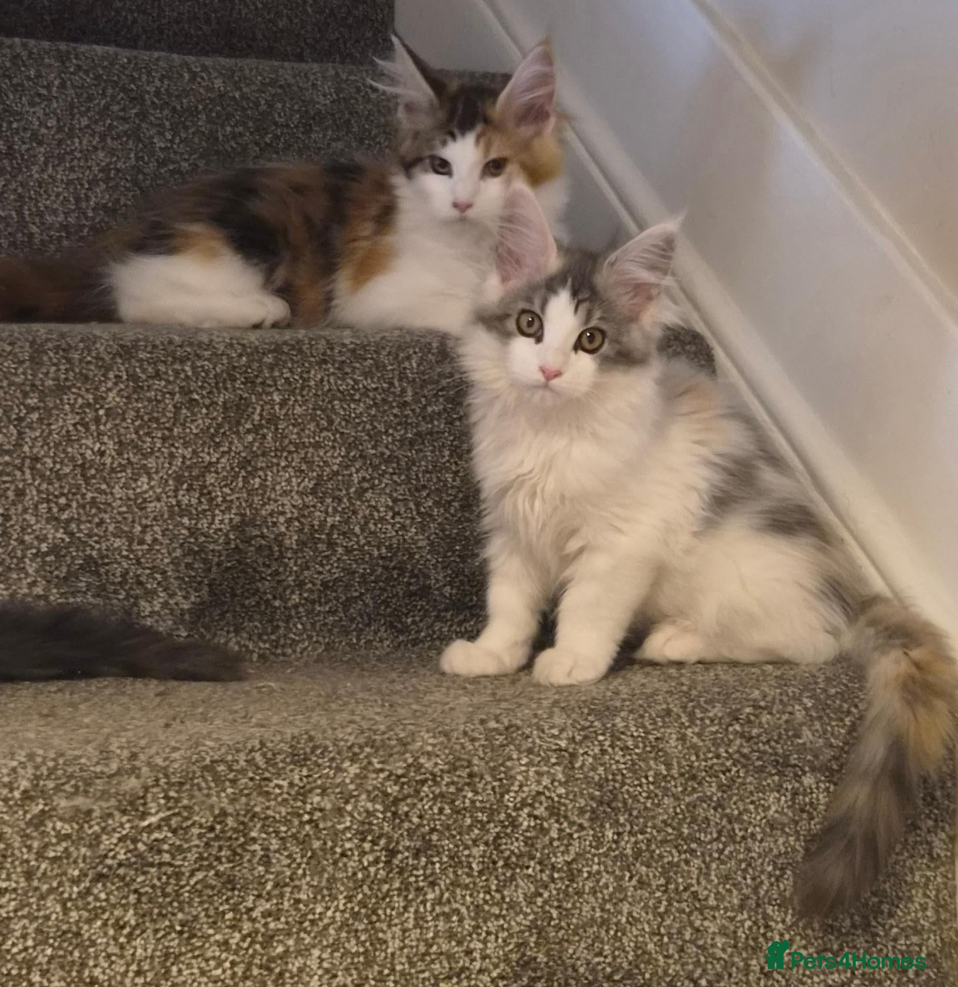 Maine Coon cats Beautiful Mainecoons  - Advert 12