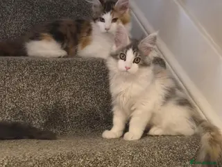 Maine Coon cats Beautiful Mainecoons - Advert 12