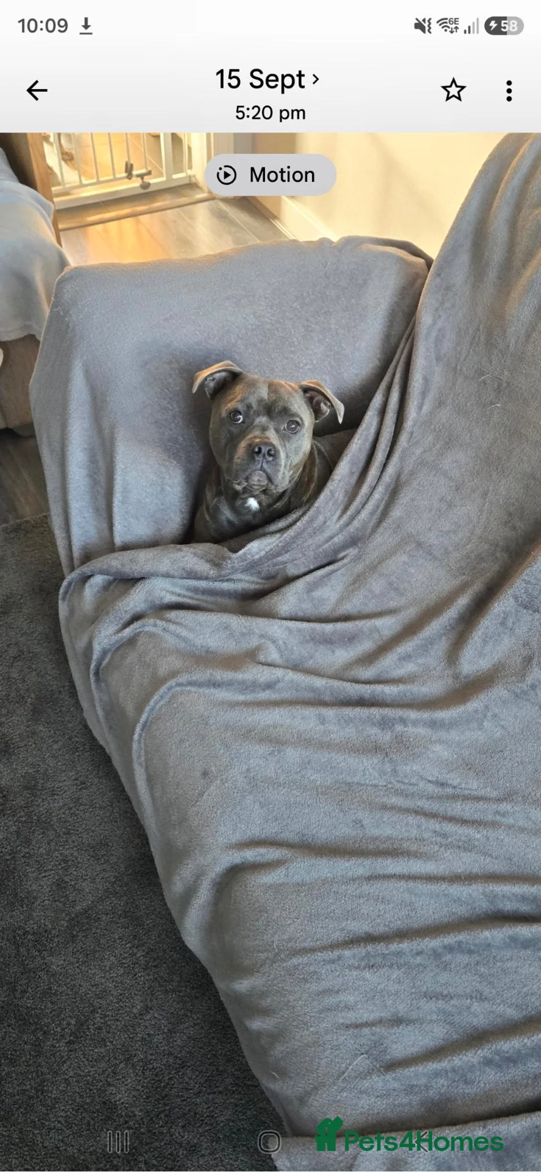 Staffordshire Bull Terrier dogs for stud: 💙 STAFFORDSHIRE BULL TERRIER – PROVEN STUD 💙 - Advert 2