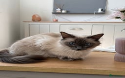 Maine Coon cats for sale: Ready Now! White Maine Coon x Ragdoll 🐱 - Image 10
