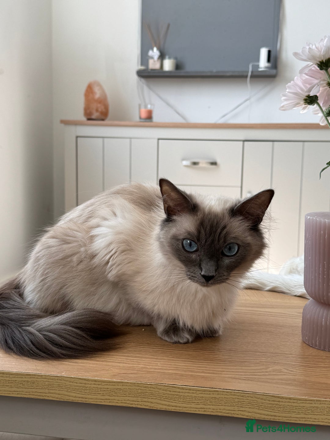 Maine Coon cats for sale: Ready Now! White Maine Coon x Ragdoll 🐱 - Image 10