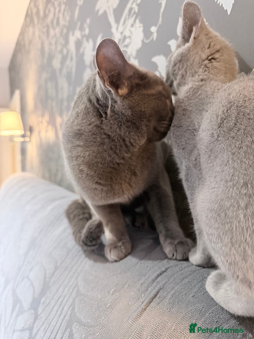 Russian Blue cats for sale:  friendly Russian blue excellent with kids - Advert 8