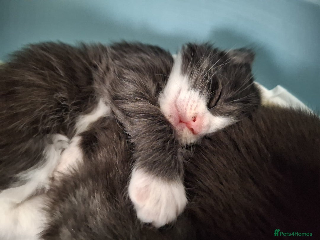 Maine Coon cats for sale: Beautiful Maine Coon cross kittens - Image 10