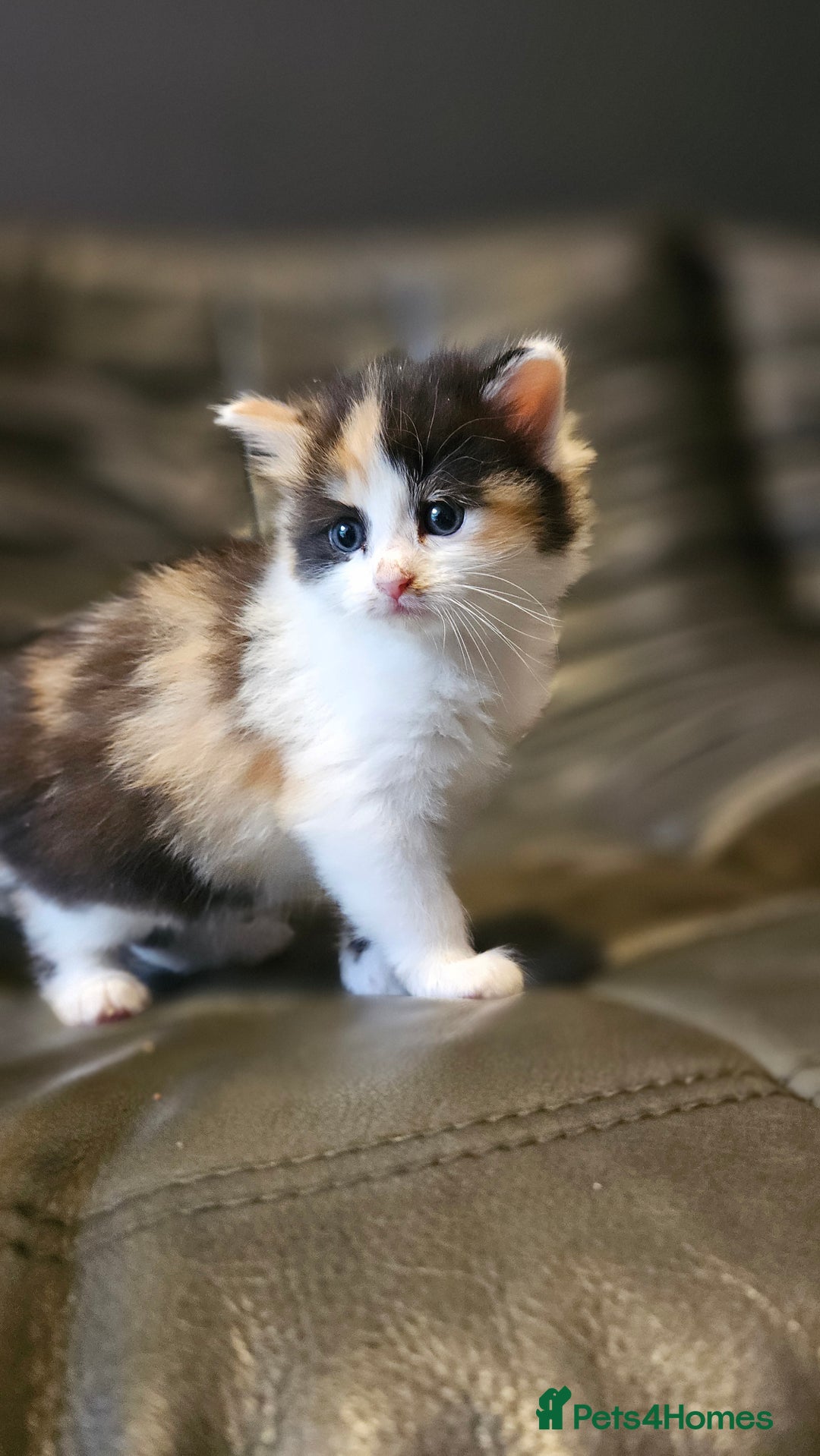 Mixed Breed cats for sale: Cute fluffy mixed kittens.  - Image 9