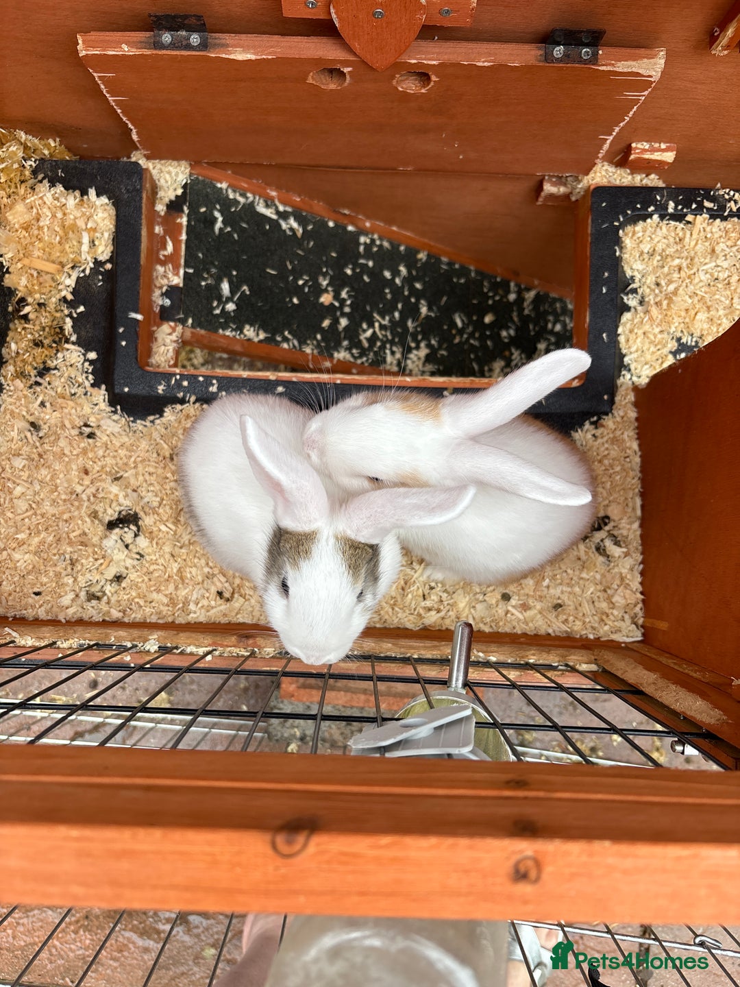 Mixed Breed rabbits for sale: Beautiful pair of baby bunnies ( hutch & run)  - Image 3
