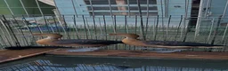 Waterfowl poultry for sale: Fulvous whistling ducks  - Advert 2