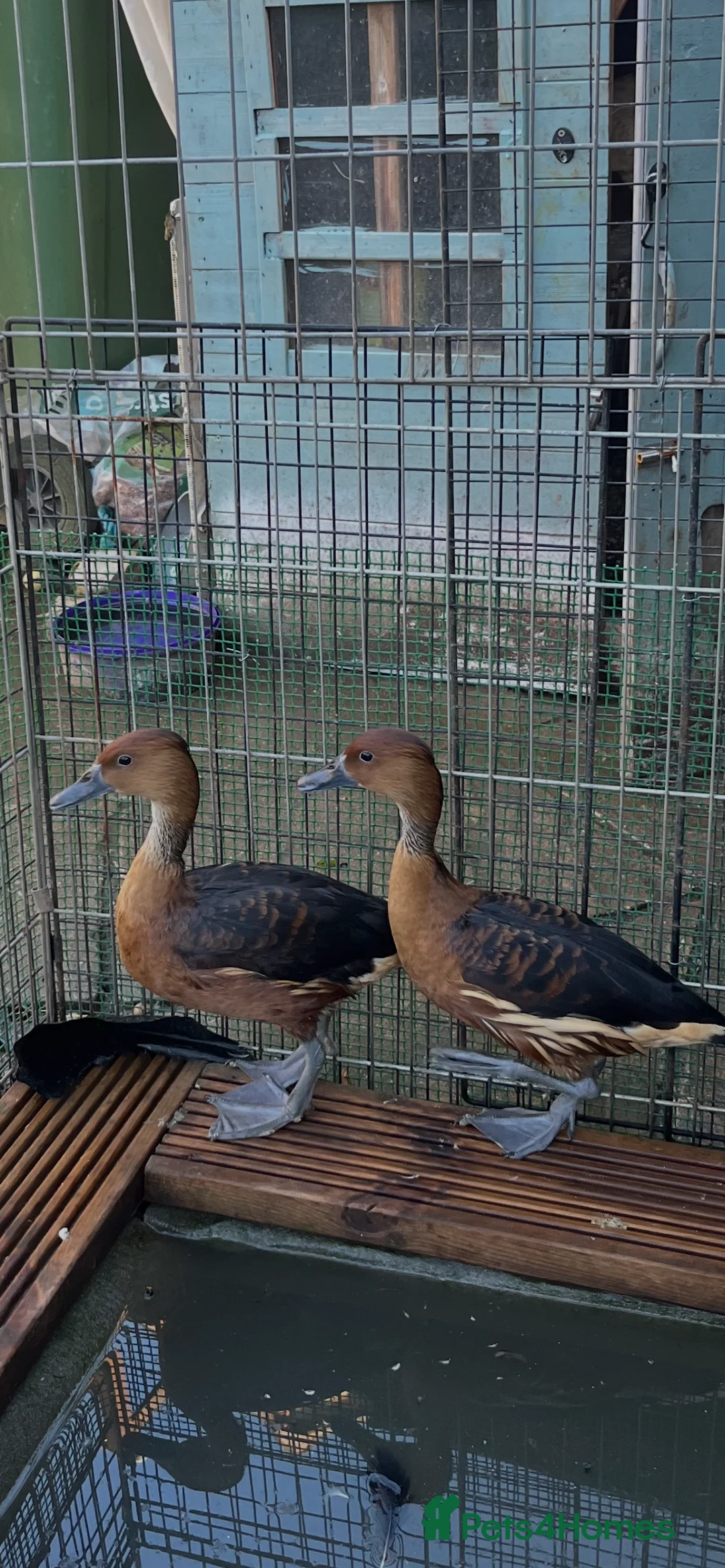 Waterfowl poultry for sale: Fulvous whistling ducks  - Advert 2