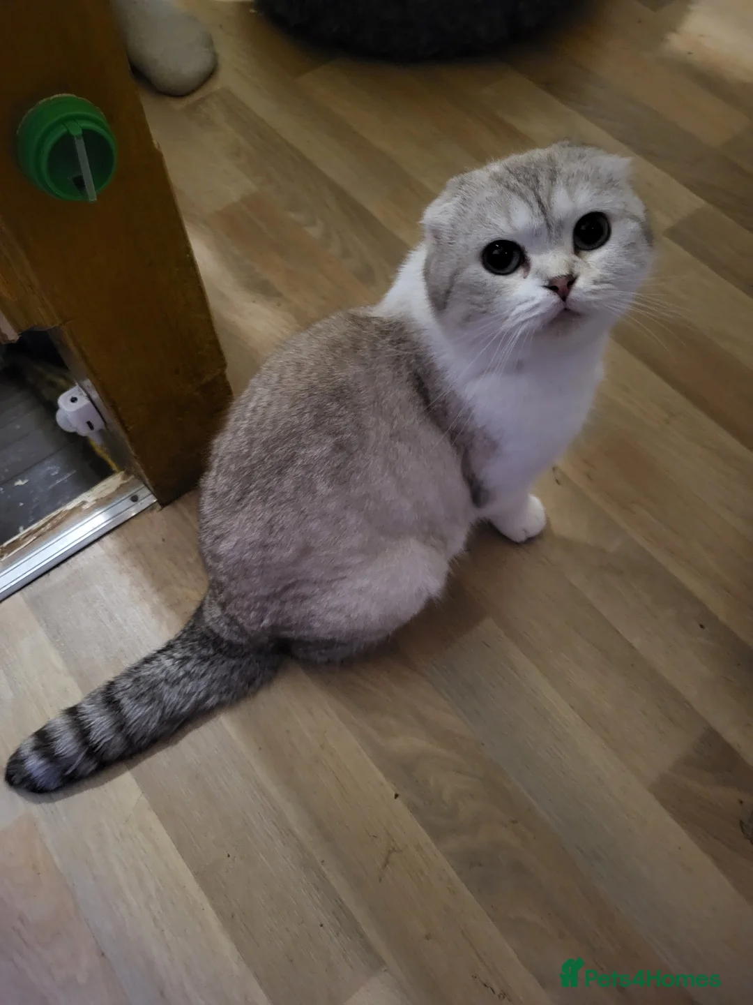 Mixed Breed cats for sale: A beauty! British blue x Scottish fold. - Advert 3