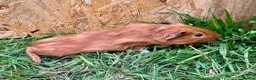 Guinea Pig rodents for sale: Young Guinea pigs  - Advert 19