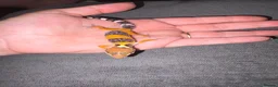 Leopard Gecko reptiles for sale: Leopard Geckos  - Advert 7