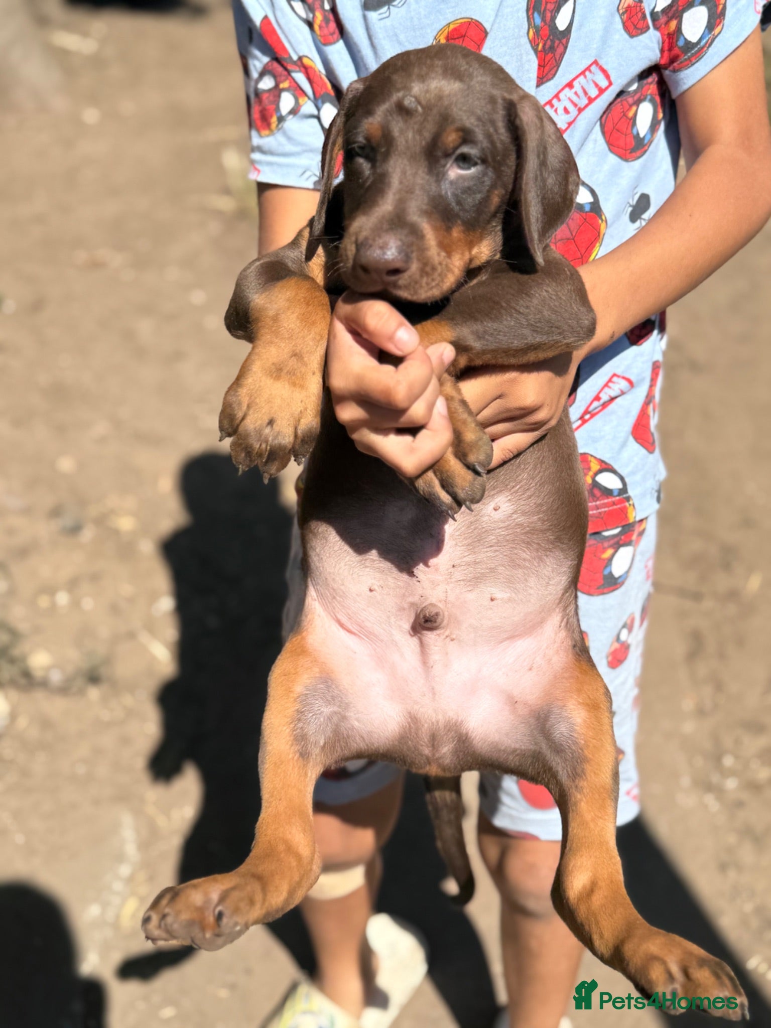 Dobermann dogs Top Quality Ready Soon KC Registered Puppies! - Advert 2