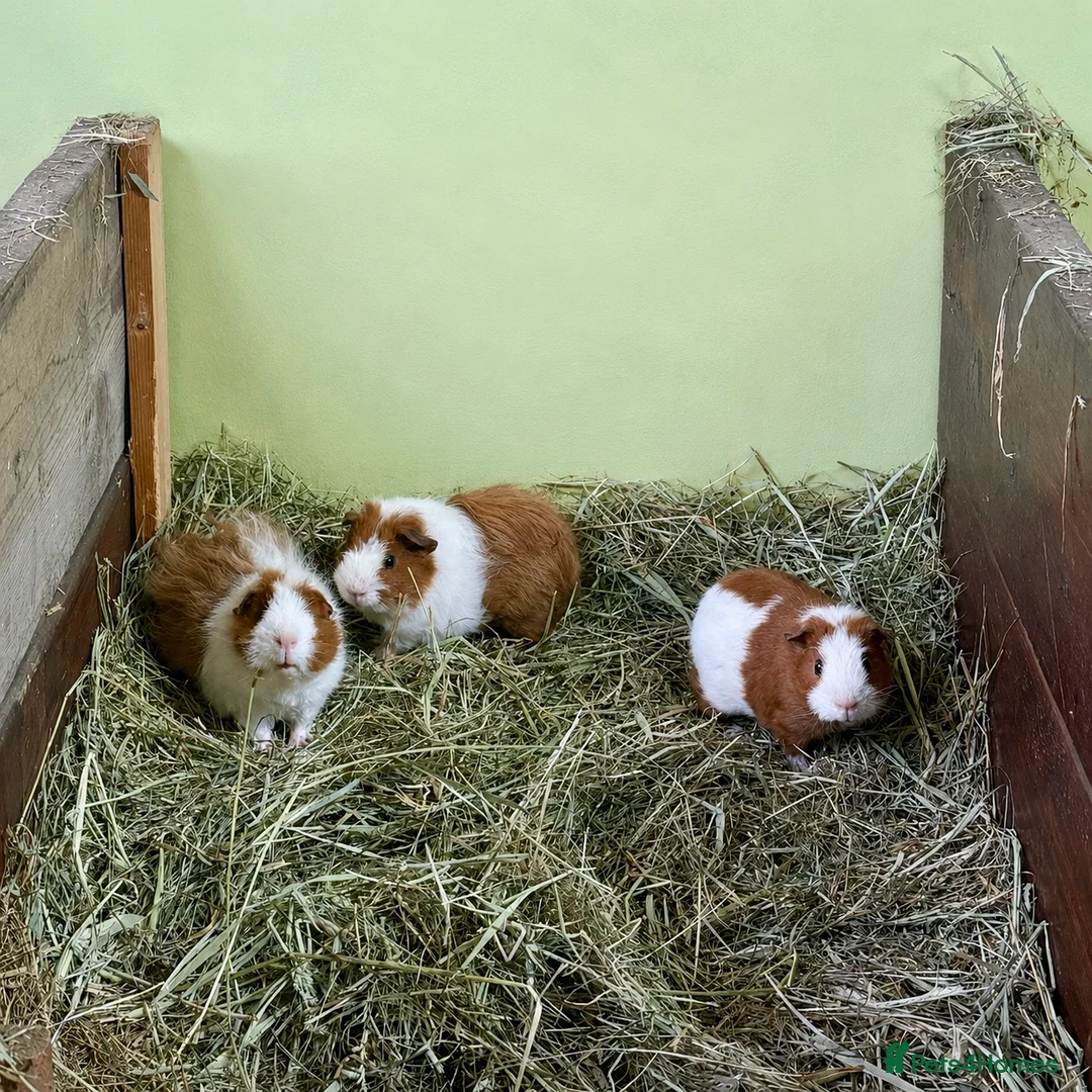 Guinea Pig rodents for sale: Trio of baby’s  Piggy’s for sale ☺️ - Advert 1