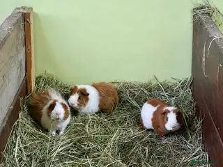 Guinea Pig rodents Trio of baby’s Piggy’s for sale ☺️ - Advert 18