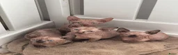 Sphynx cats for sale: Canadian sphynx kittens  - Advert 1