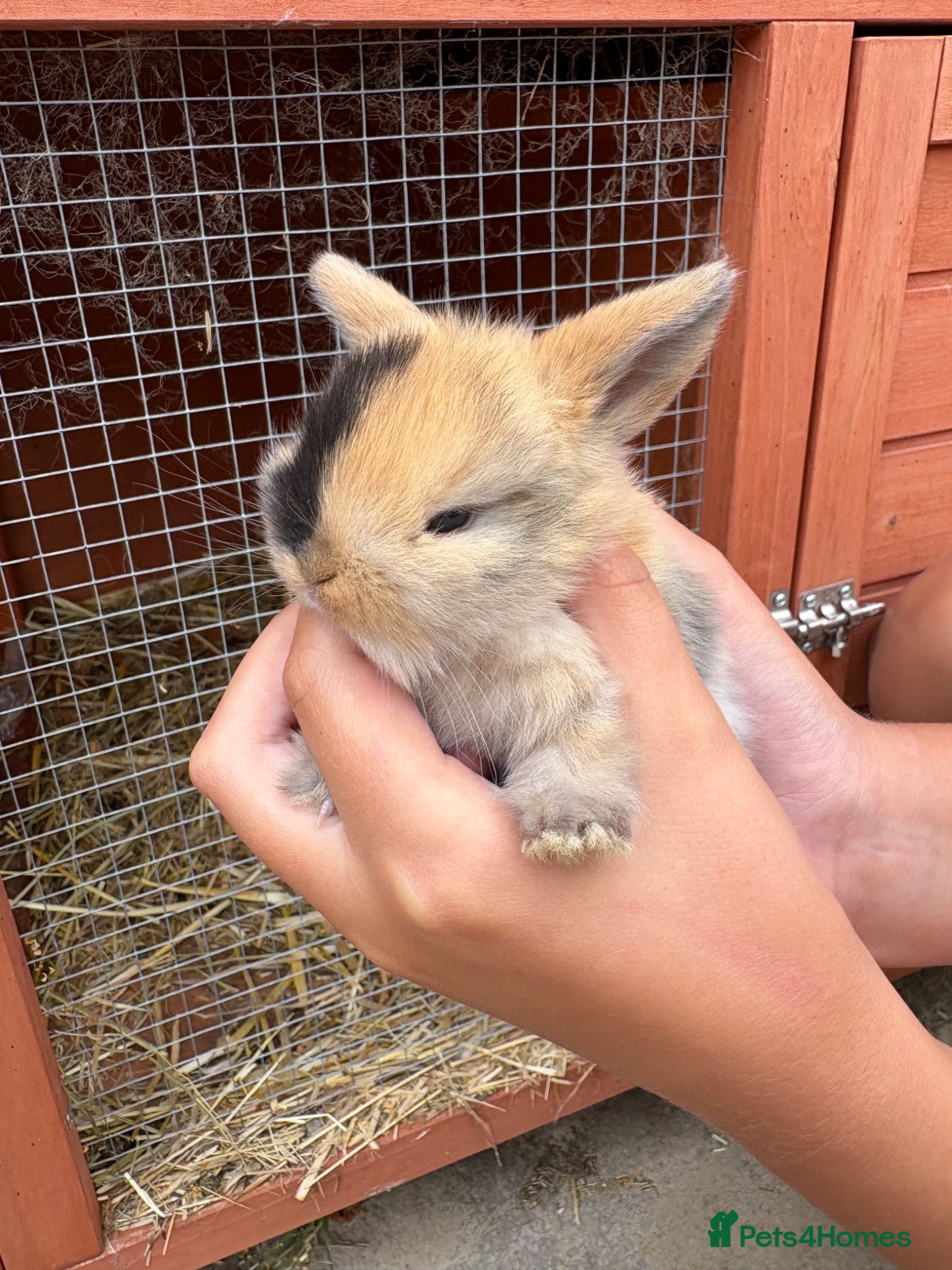 Mini Lop rabbits Pure breed mini lops  - Advert 1