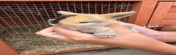 Mini Lop rabbits for sale: Pure breed mini lops  - Advert 1