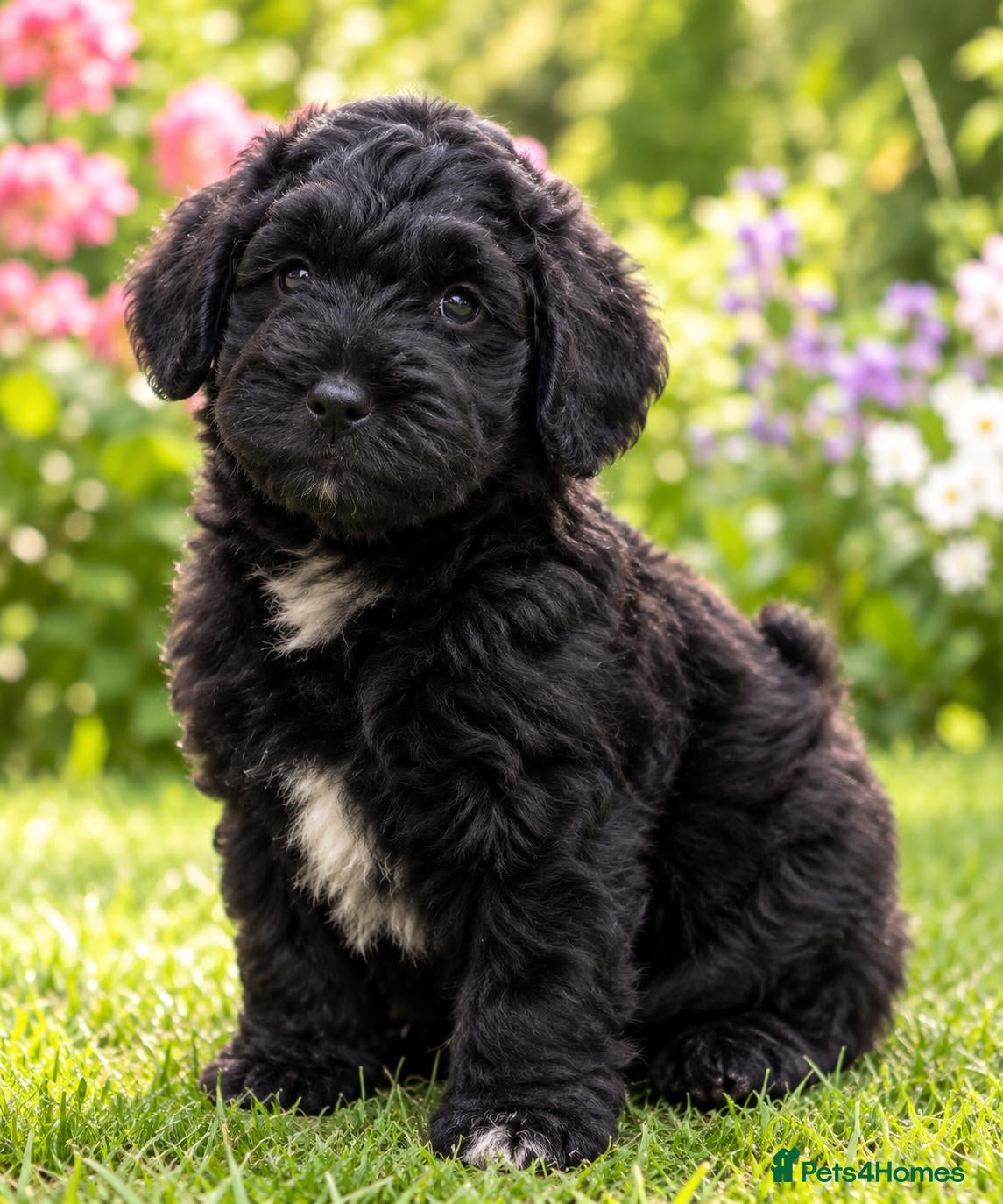 Maltipoo dogs for sale: F1 multipoo toy puppies  - Advert 1