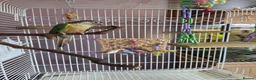 Conures birds for sale: Green-Cheek Conure With Cage and Accessory's - Advert 12