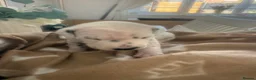 Dalmatian dogs for sale: *1 left please read* Purebred Dalmatian puppies - Advert 32