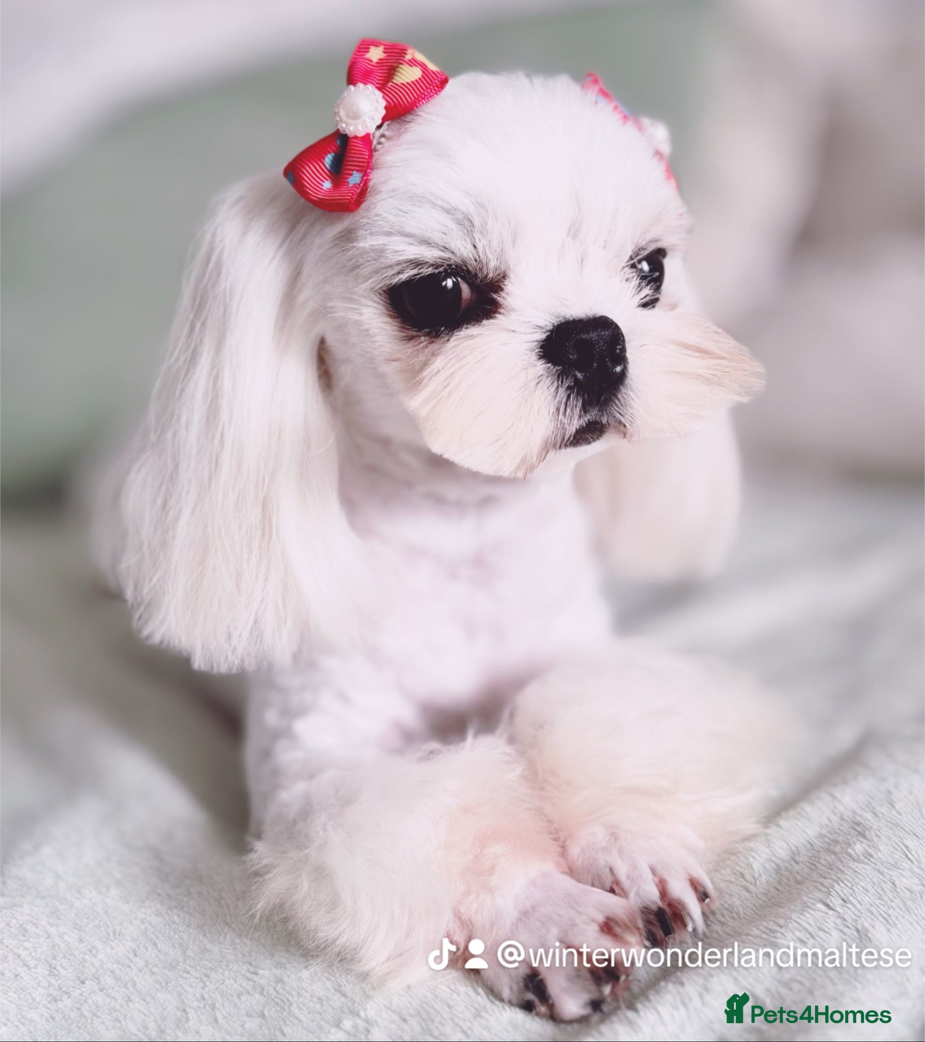 Maltese dogs 💙full Korean maltese boy💙 - Advert 8
