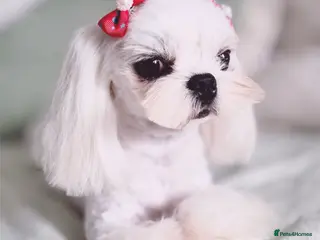 Maltese dogs 💙full Korean maltese boy💙 - Advert 8