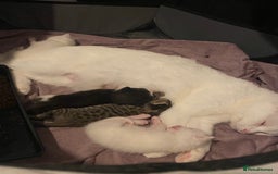 Bombay cats for sale: Kittens  - Image 12