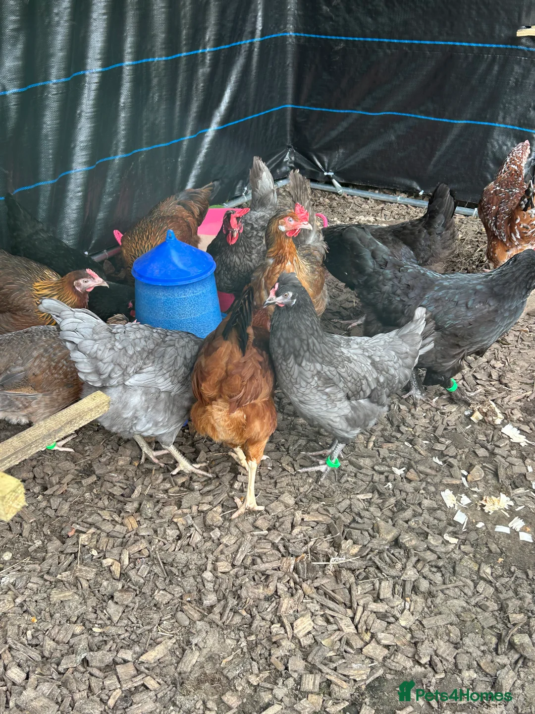 Chickens poultry for sale: 3 point of lay hens and 5 sexed growers for sale - Advert 2
