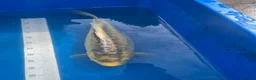 Koi Carp fish for sale: Japanese koi carp for sale  - Advert 5