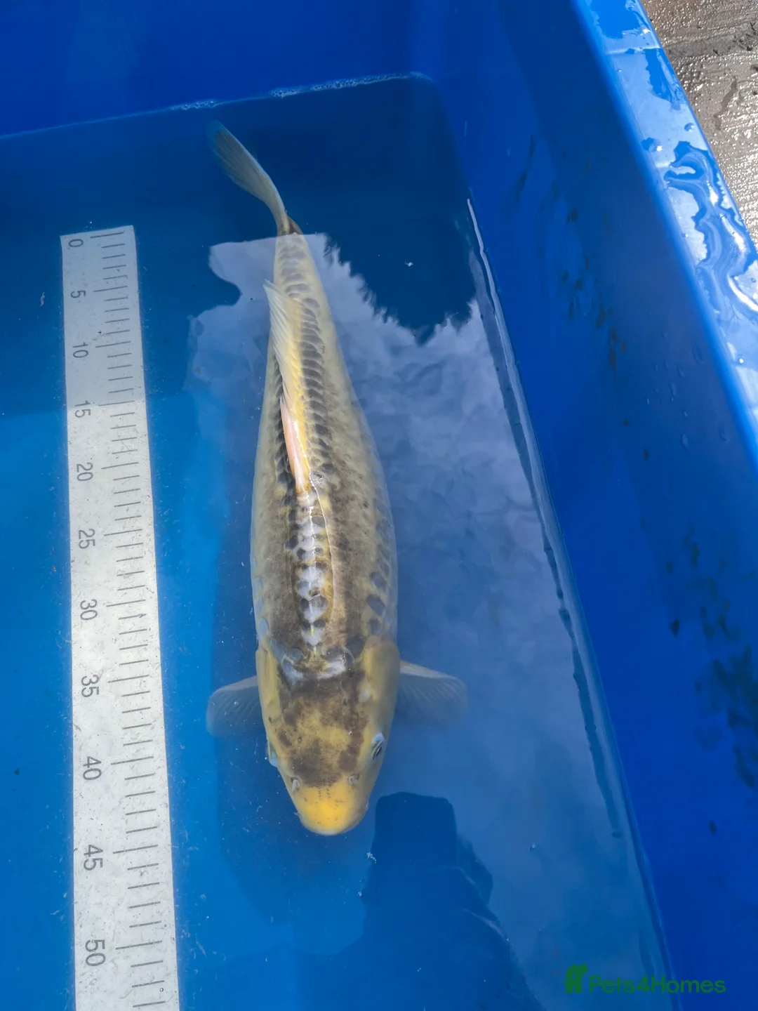 Koi Carp fish for sale: Japanese koi carp for sale  - Advert 5
