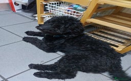 Cockapoo dogs for sale: Male Cockapoo - Image 4