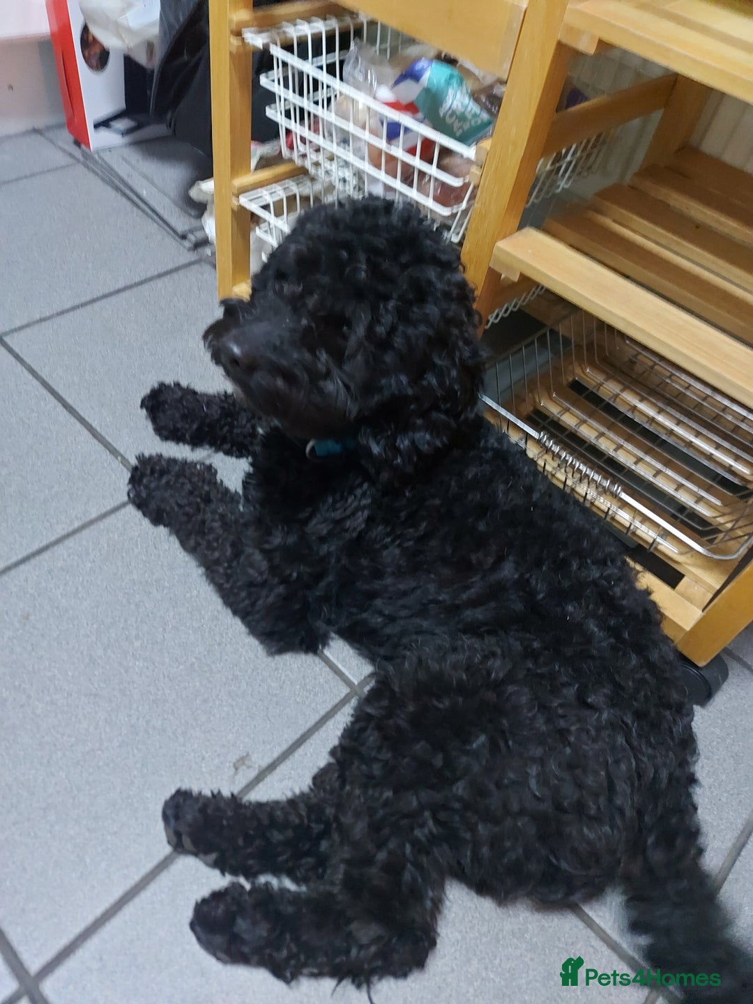 Cockapoo dogs for sale: Male Cockapoo - Image 4