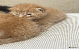 Mixed Breed cats for sale: 4Adorable Domestic Longhair Kittens-ready late Sep - Image 3