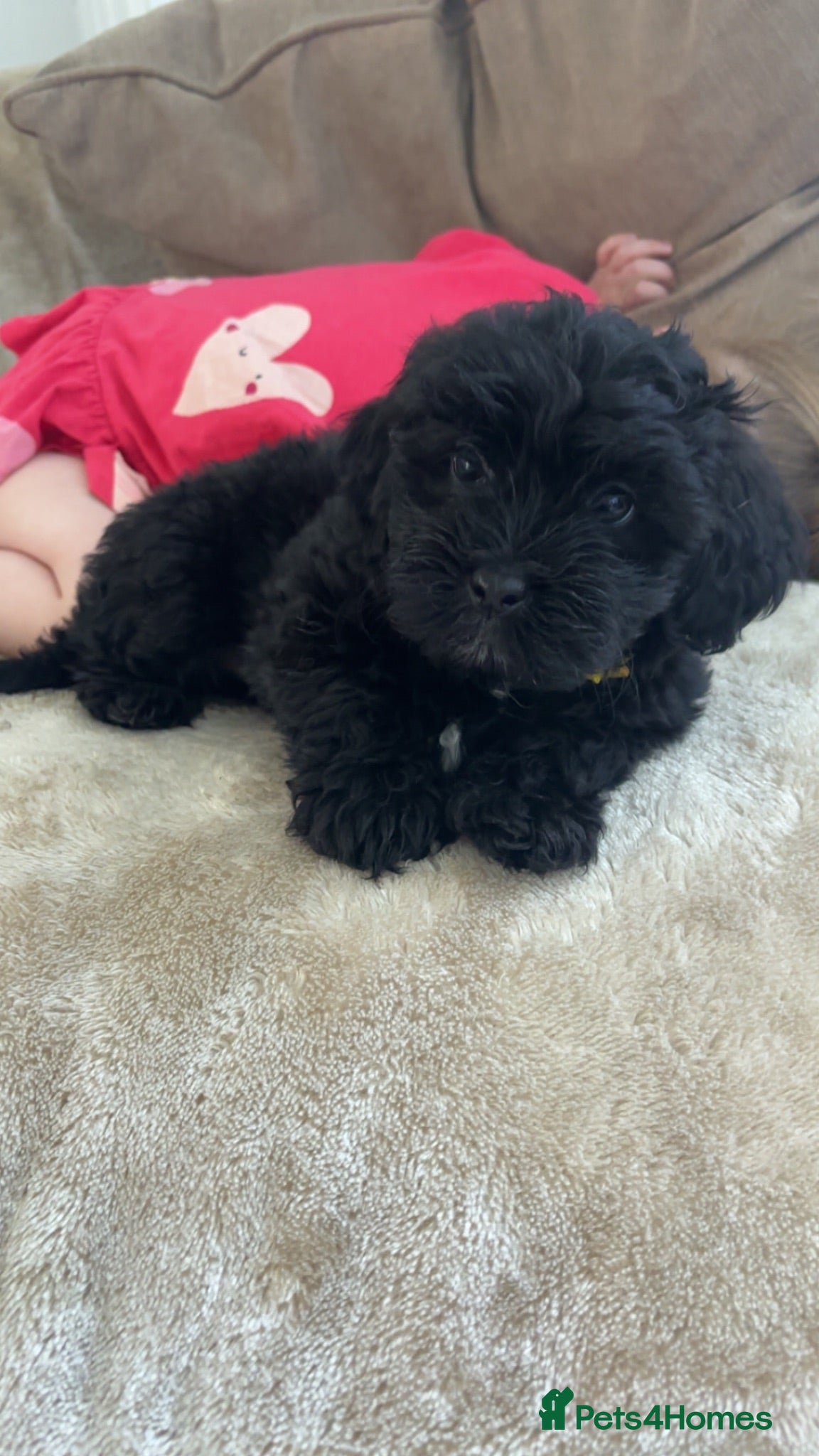 Lhasapoo dogs Beautiful Lhasapoo Puppies - Advert 1