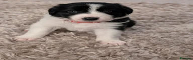 Border Collie Puppy 2
