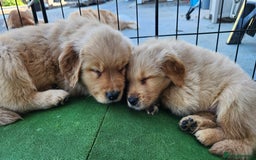 Golden Retriever dogs for sale: Home Coming Golden Retrevier Puppies. - Image 2