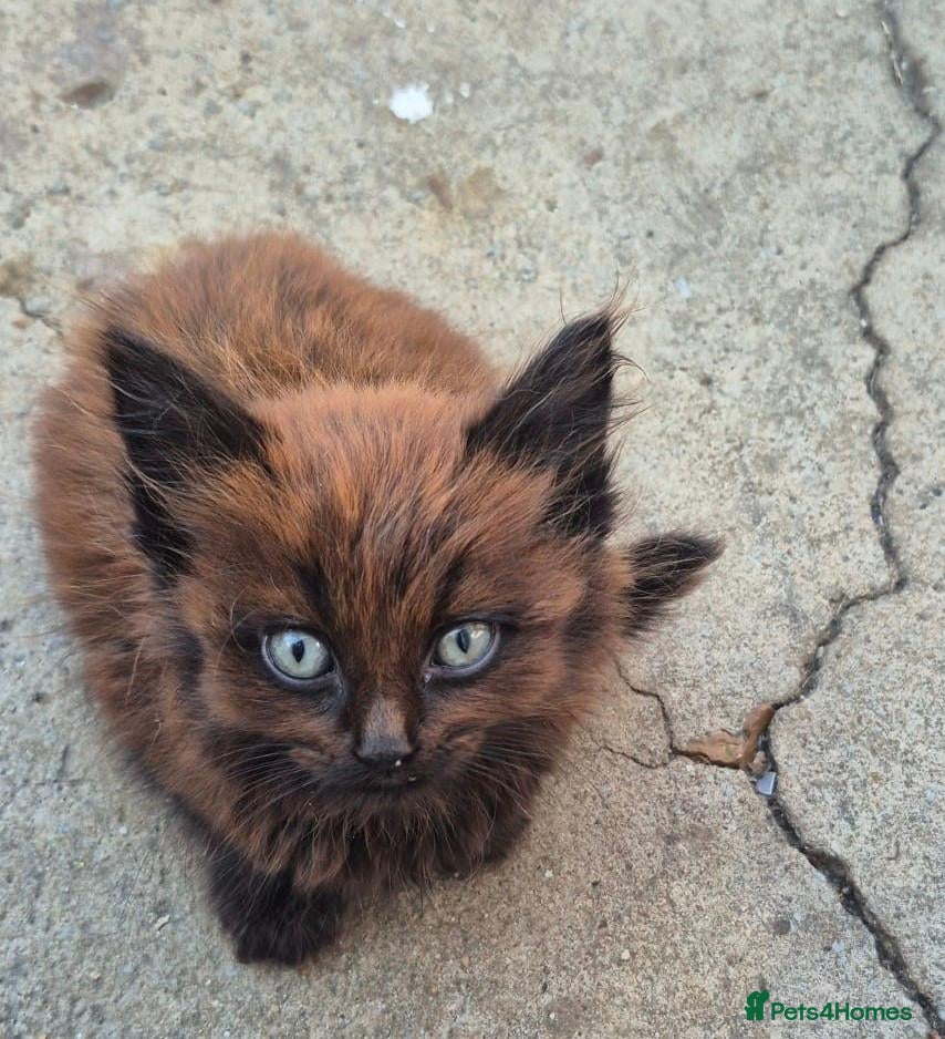 Norwegian Forest Cat cats Beautiful Green Eyes Fluffy Kitten for Sale - Advert 18