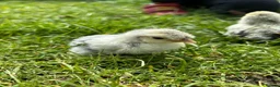 Chickens poultry for sale: Day old chicks, hatching eggs, runner ducklings - Advert 4