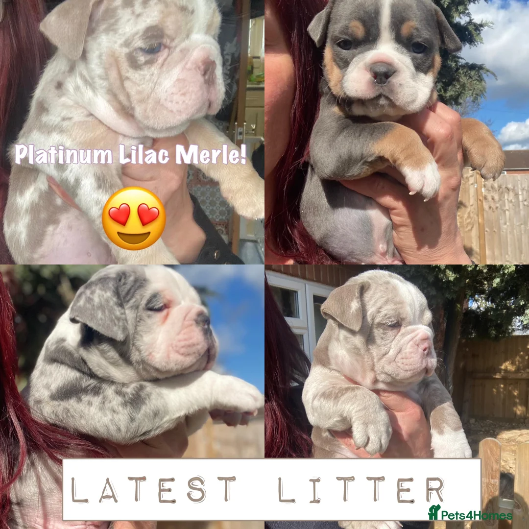 Olde English Bulldogge dogs for stud: PROVEN STUD - Floyd, Olde English Bulldogge in Nottingham - Advert 8