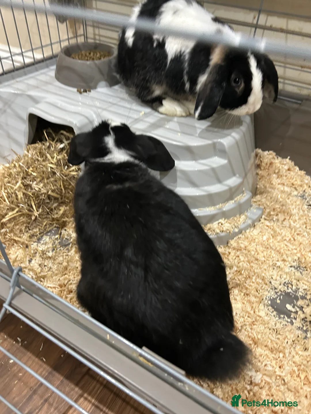 Mini Lop rabbits for sale: 2x male rabbits  - Advert 4