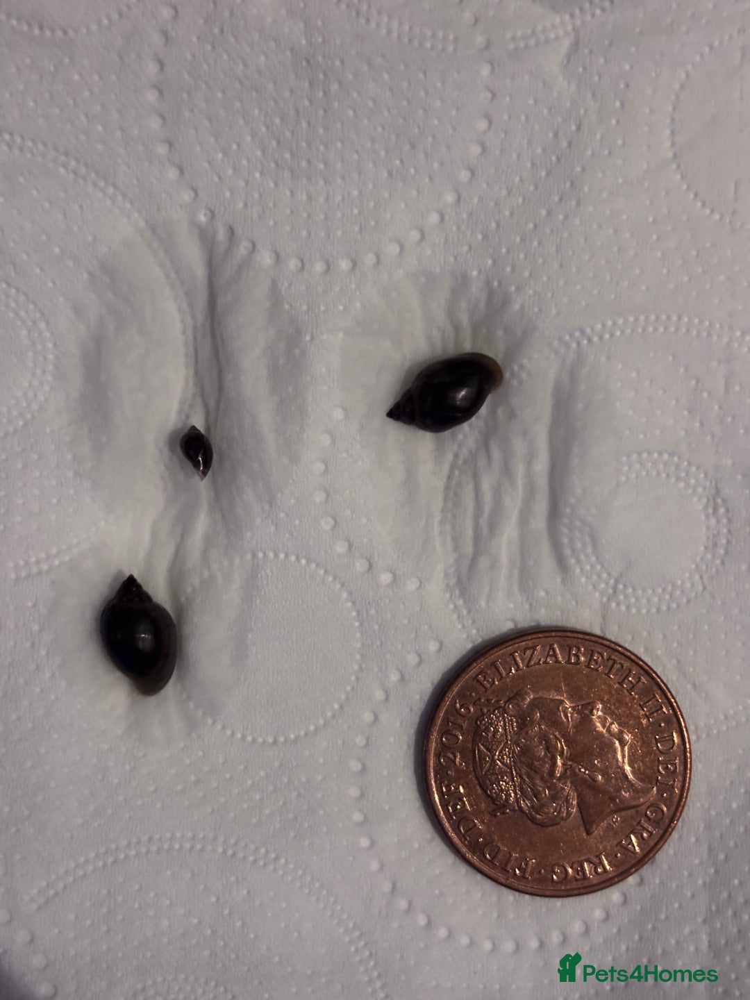 Snails invertebrates for sale: Snails  - Advert 4