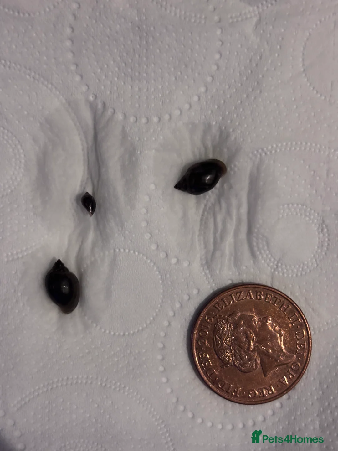 Snails invertebrates for sale: Snails  - Advert 4