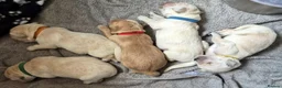 Golden Retriever dogs for sale: 5 Beautiful Golden Retriever's  - Advert 11